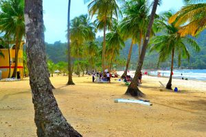 Beach scattered with palm trees