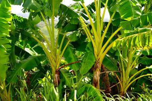 Banana Trees