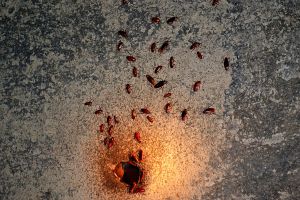 Cockroaches