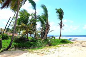 Palm trees sway in the wind, taking in the refreshing ocean breeze
