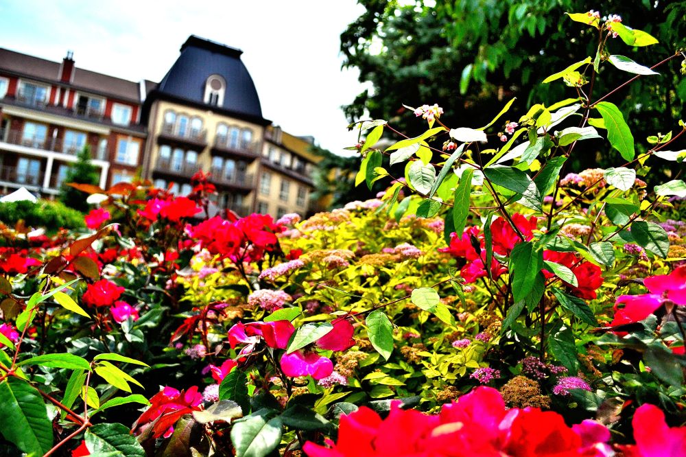 Flower garden blossoming at Blue Mountain   