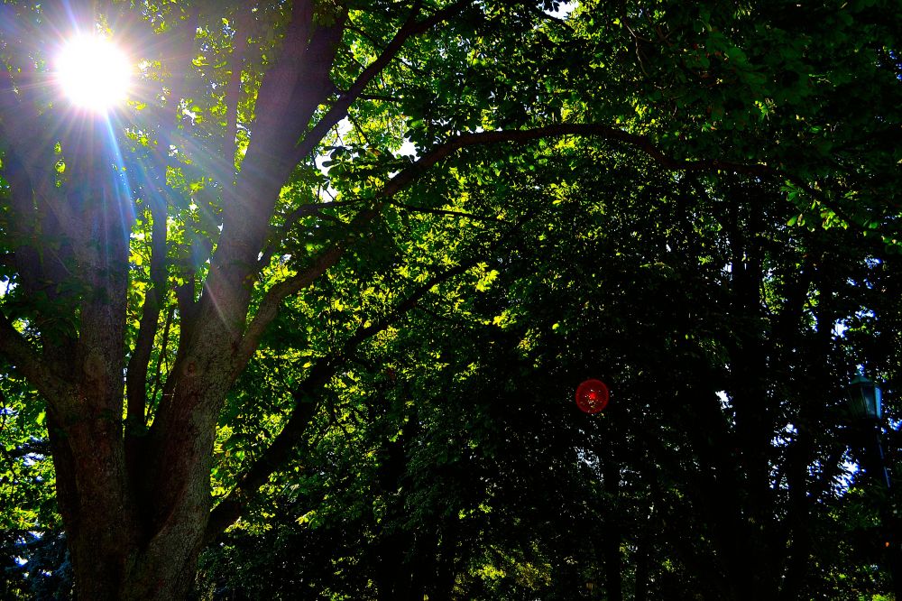 Sunlight peaking through the trees