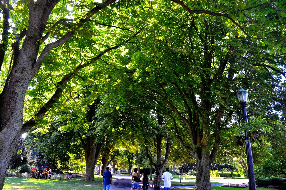 luscious green trees loom over citizens  