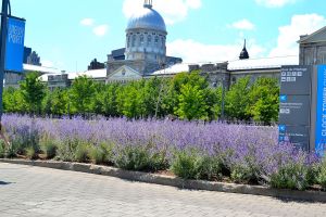 Beautiful violets add color to this horizon