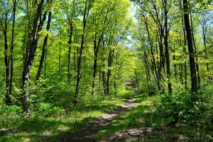 Path through the forest