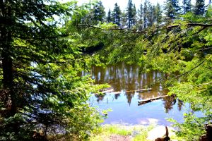 Swamp in the mountains