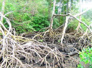 Mangrove Trees