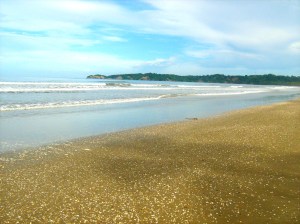 Seashells on beach
