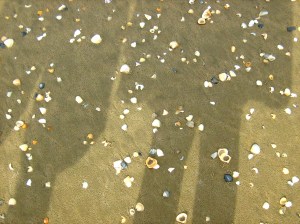 Seashells on the beach