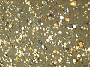 Seashells of Manzanilla