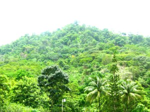Tropical Forests