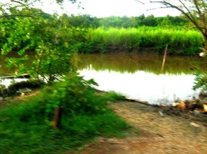 Caroni Swamp