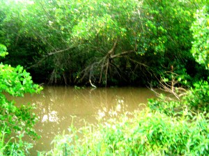 Caroni Swamp