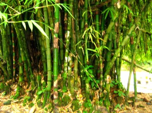 Cora bamboo