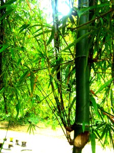 Bamboo steam hangs over head