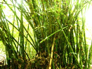 Bamboo at Cora