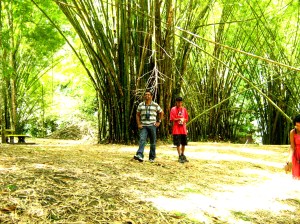Bamboo Trees