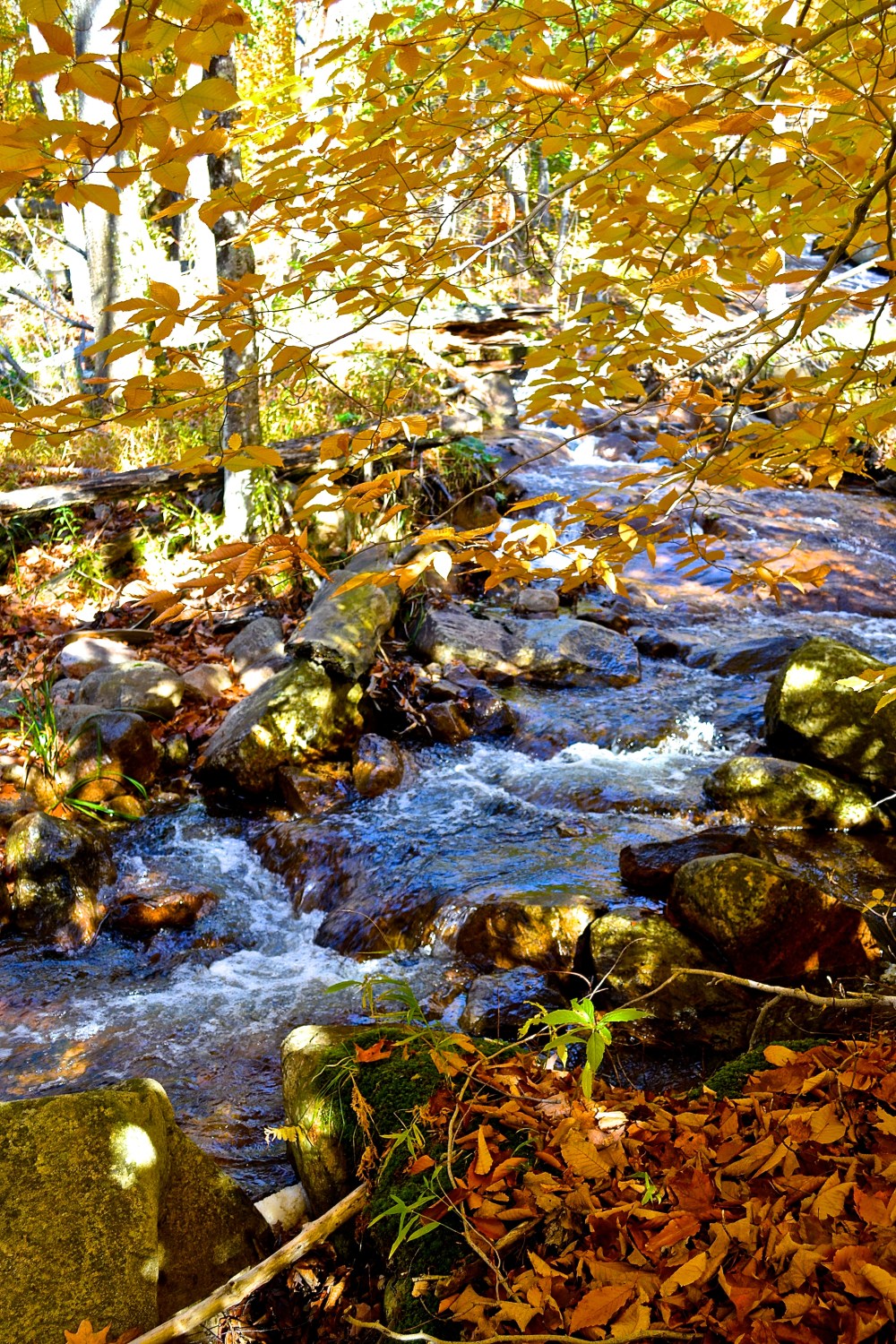 Small stream accented with gold (c)Krystal Seecharan 